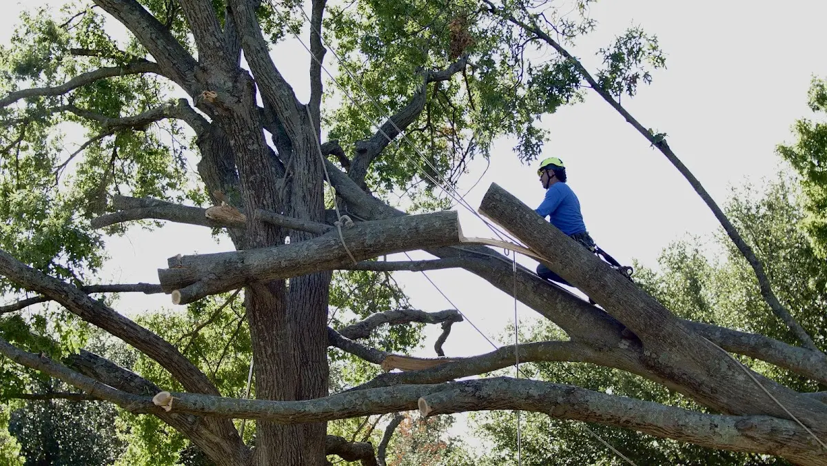 Professional Hazardous Tree Removal performed by certified arborists in Hooper