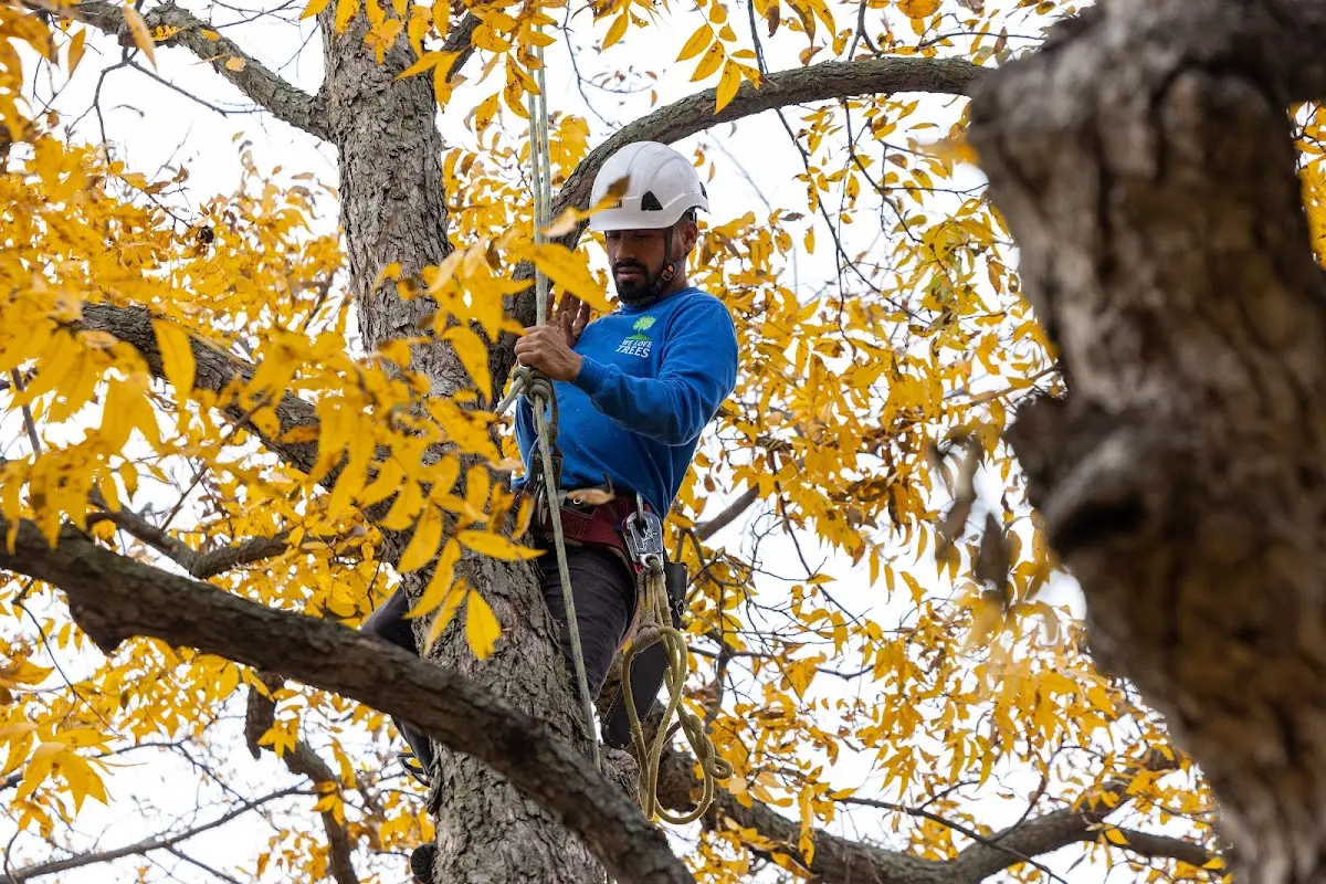Skilled Tree Transplanting crew working in Hooper